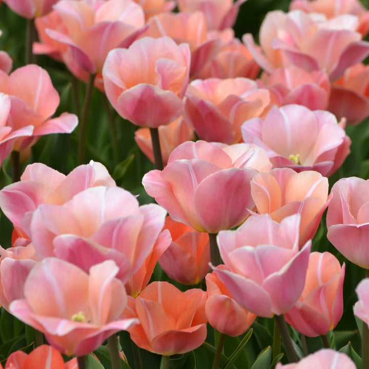 Tulip 'Jeu d'Amour'