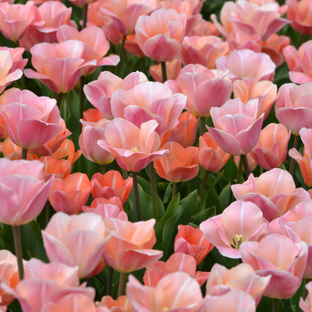 Tulip 'Jeu d'Amour'