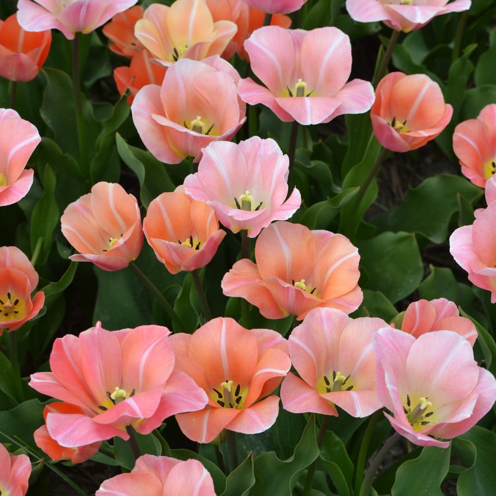 Tulip 'Jeu d'Amour'