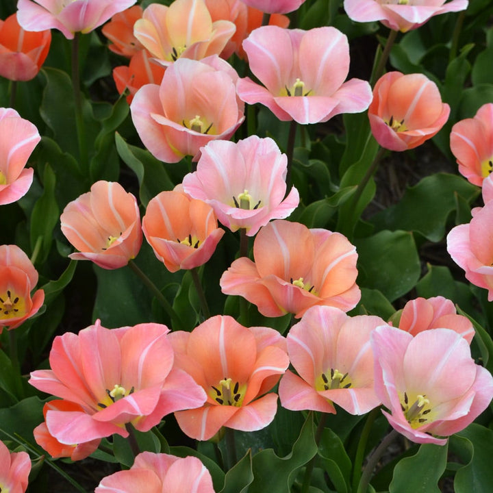 Tulip 'Jeu d'Amour'