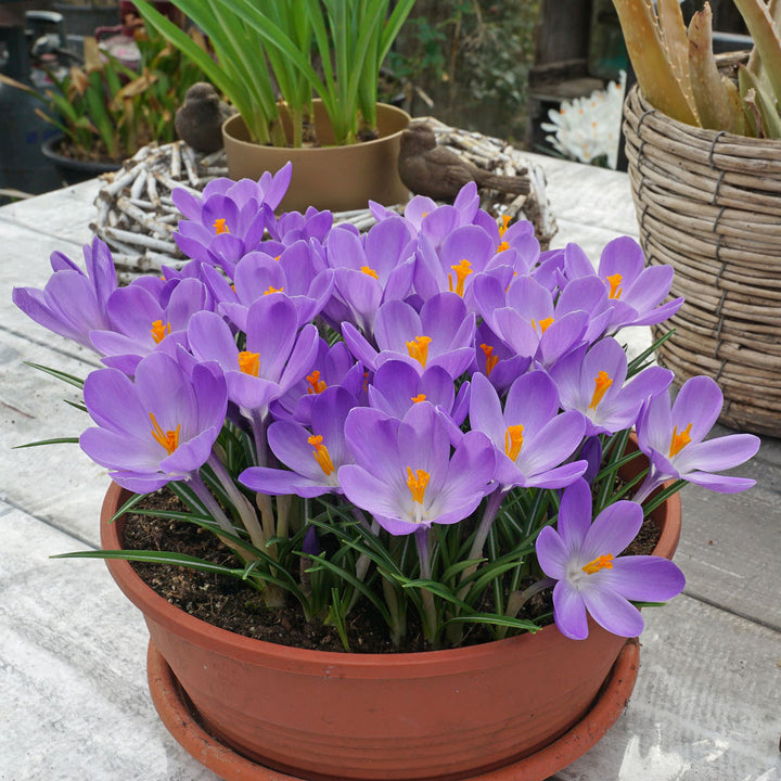 Crocus vernus 'Aqua'