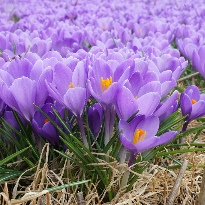 Crocus vernus 'Aqua'