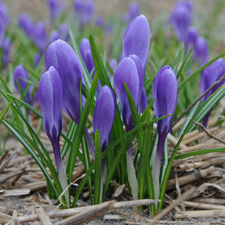 Crocus vernus 'Aqua'