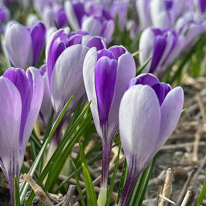 Crocus vernus 'Whale Shark'