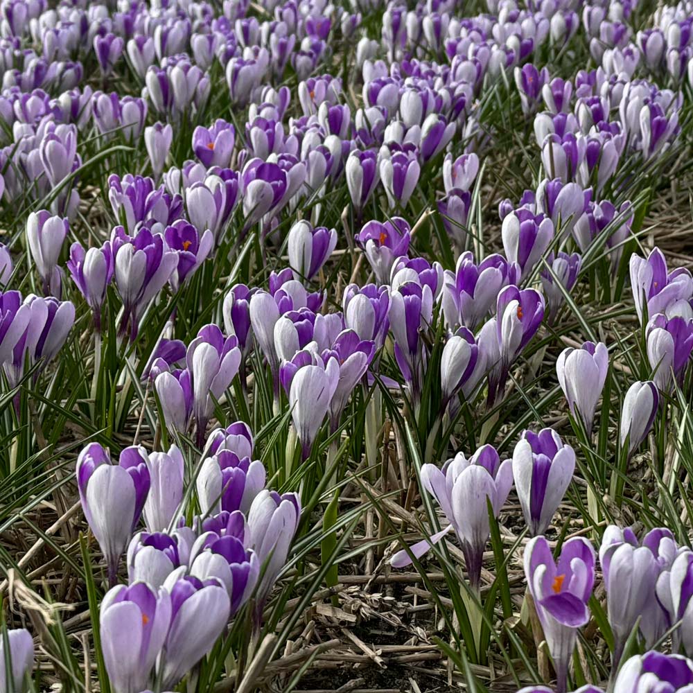 Crocus vernus 'Whale Shark'