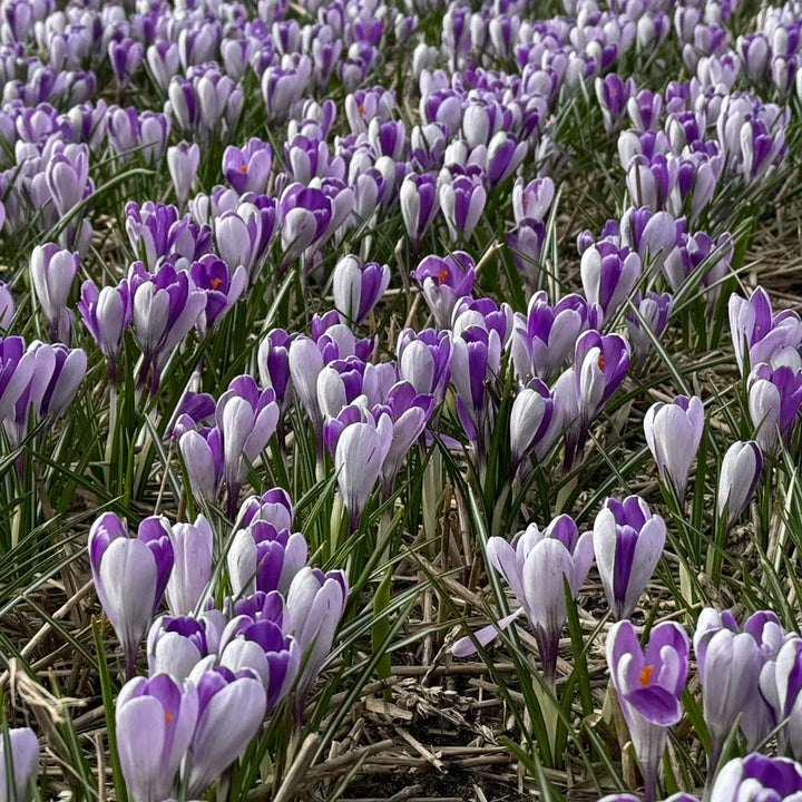 Crocus vernus 'Whale Shark'