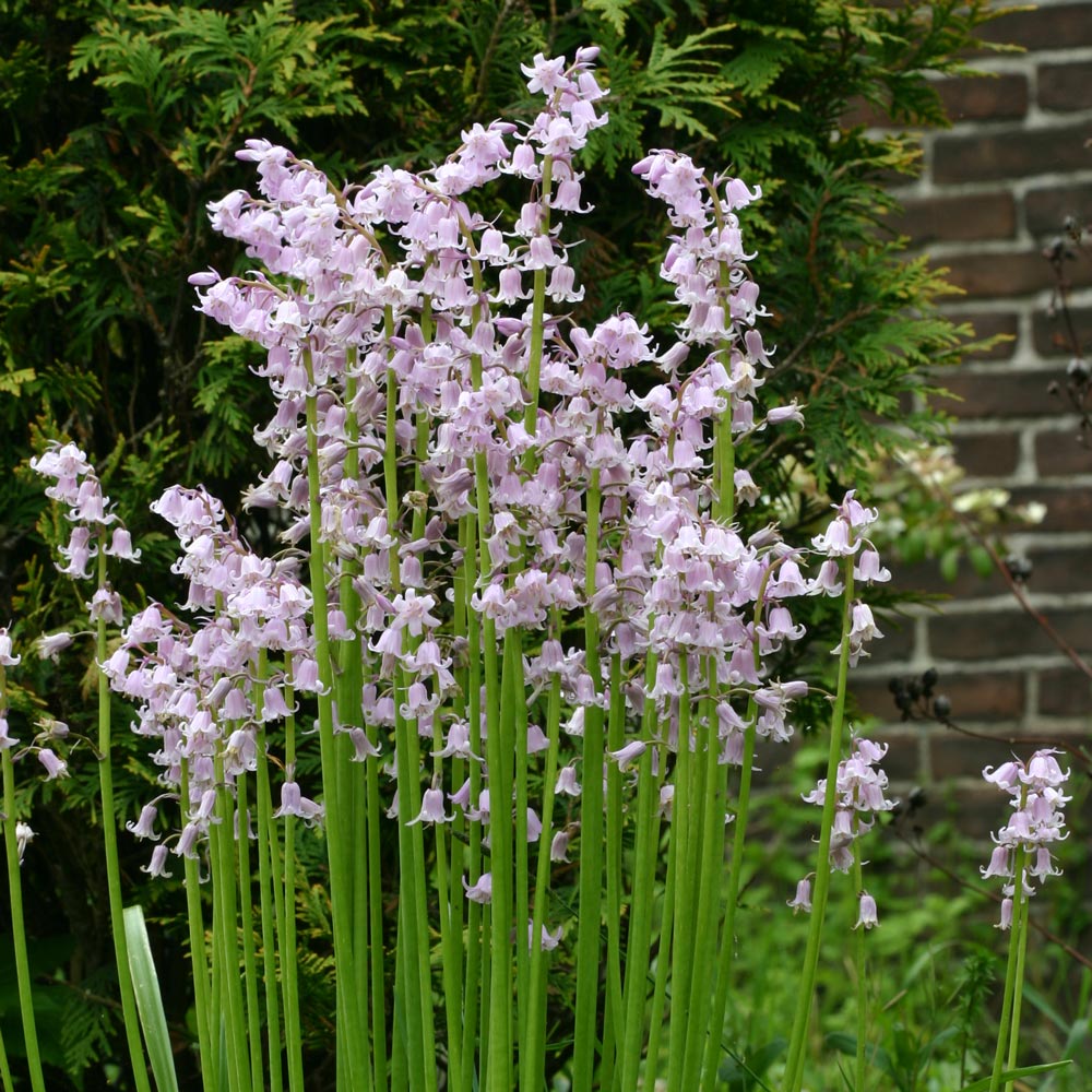 Hyacinthoides hispanica 'Rose Queen'