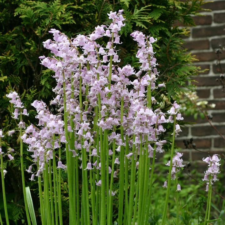 Hyacinthoides hispanica 'Rose Queen'