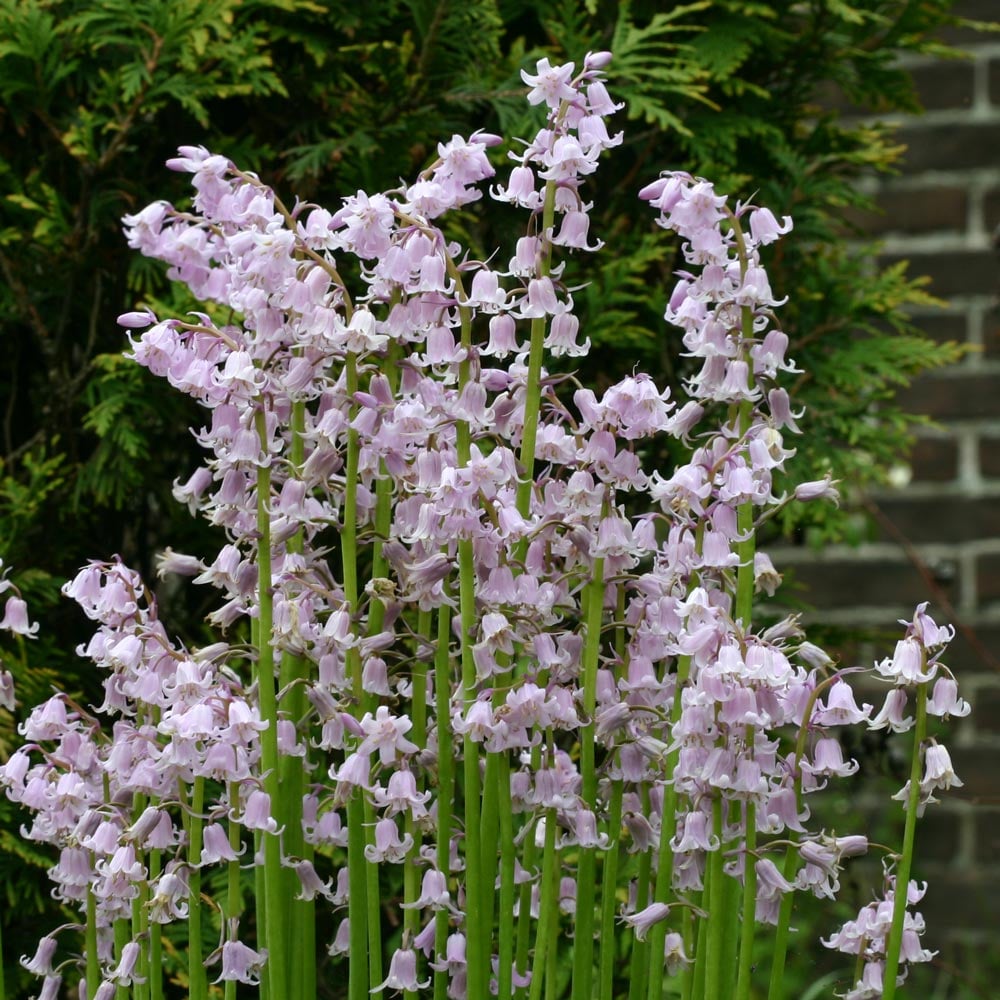 Hyacinthoides hispanica 'Rose Queen'