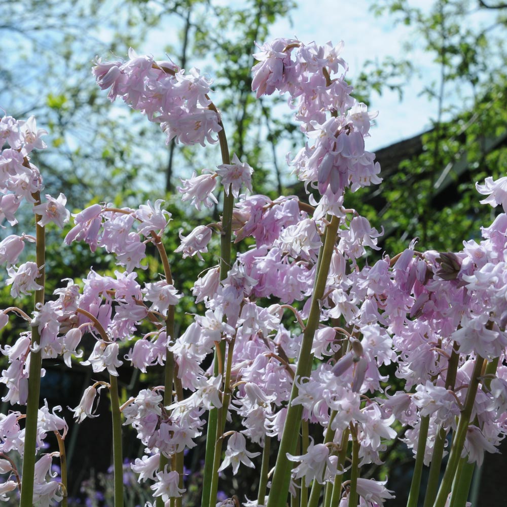 Hyacinthoides hispanica 'Rose Queen'