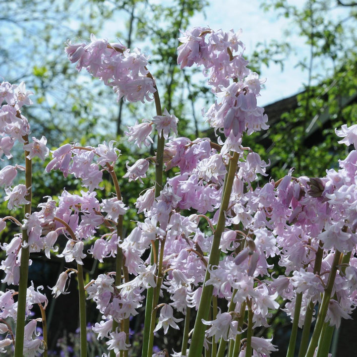Hyacinthoides hispanica 'Rose Queen'