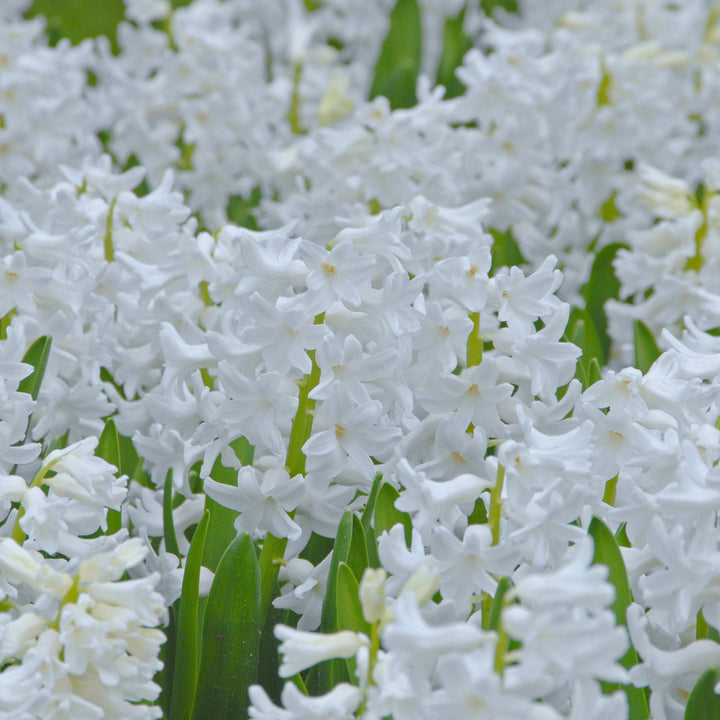 Hyacinthus orientalis 'Aiolos'