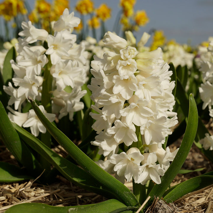 Hyacinthus orientalis 'Aiolos'