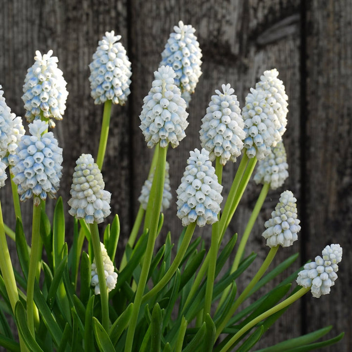 Muscari armeniacum 'Alaska'