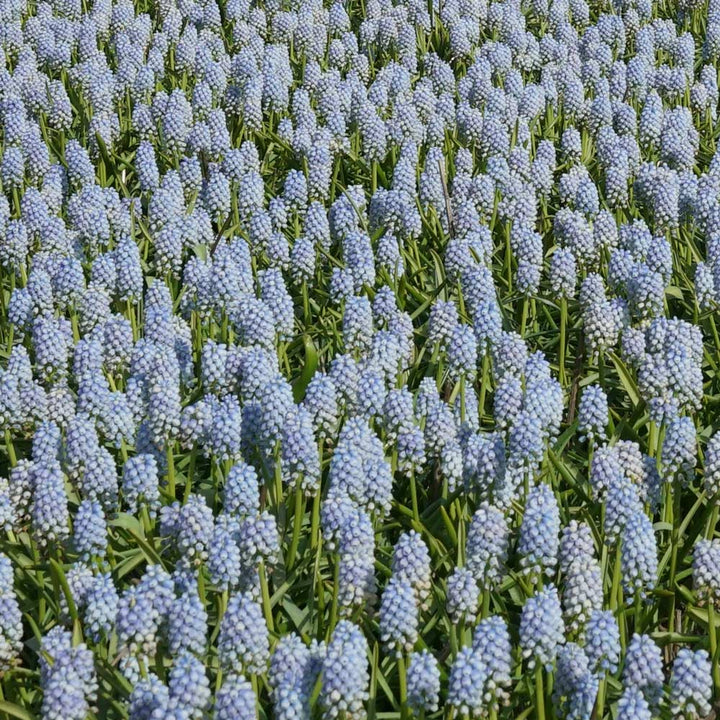 Muscari armeniacum 'Alaska'