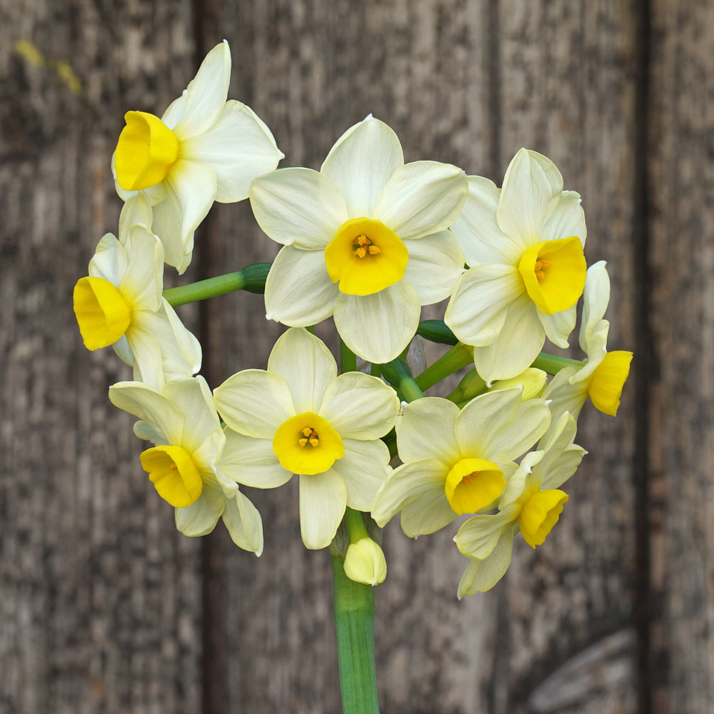 Narcissus 'Avalanche of Gold'