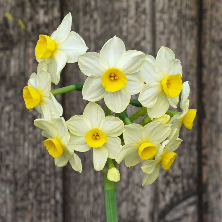 Narcissus 'Avalanche of Gold'