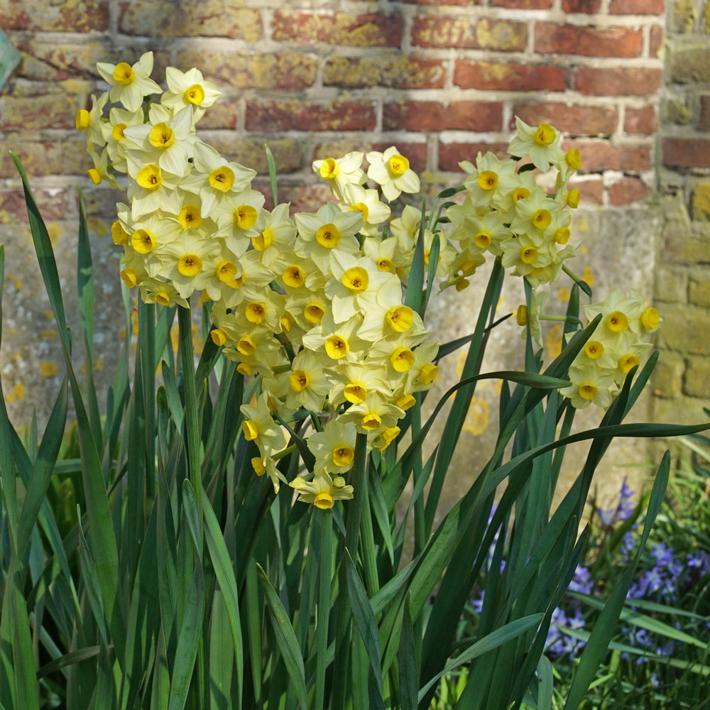 Narcissus 'Avalanche of Gold'