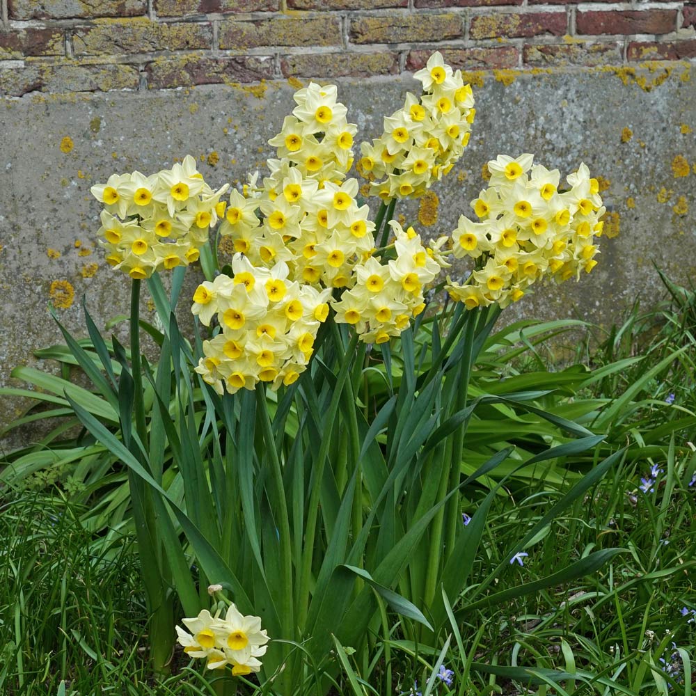 Narcissus 'Avalanche of Gold'