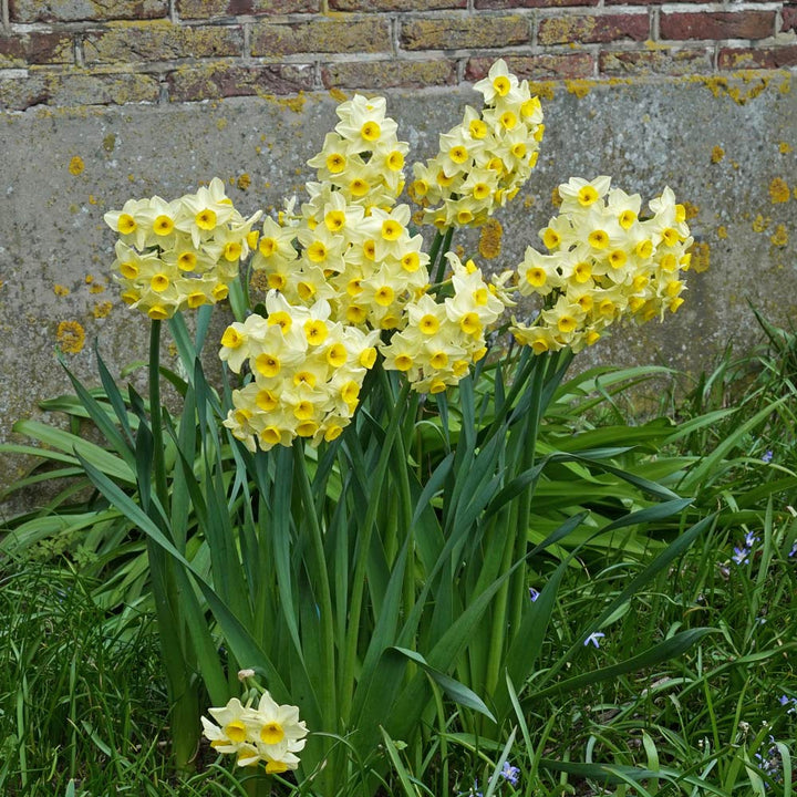 Narcissus 'Avalanche of Gold'