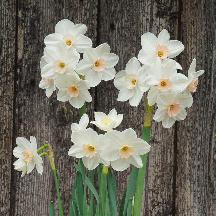 Narcissus 'Fencourt Jewel'