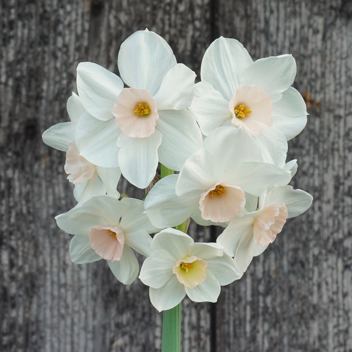 Narcissus 'Fencourt Jewel'