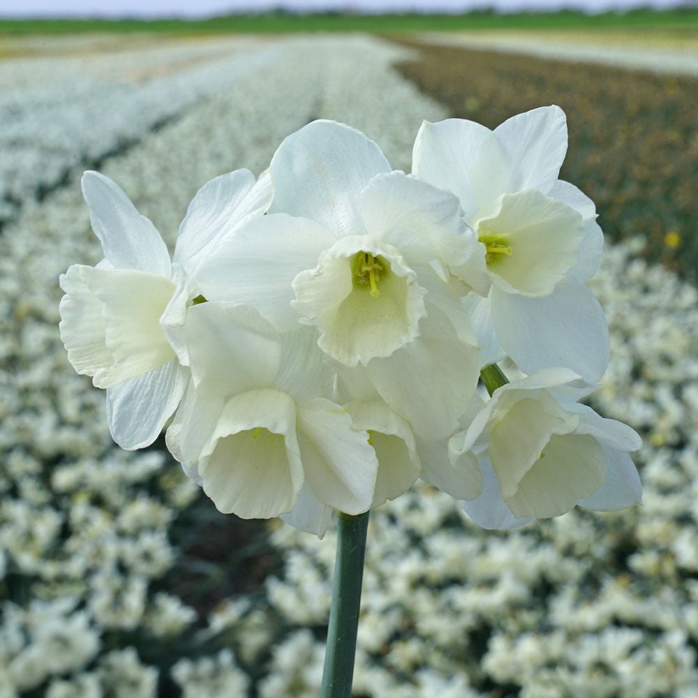 Narcissus 'Hunter Morn'