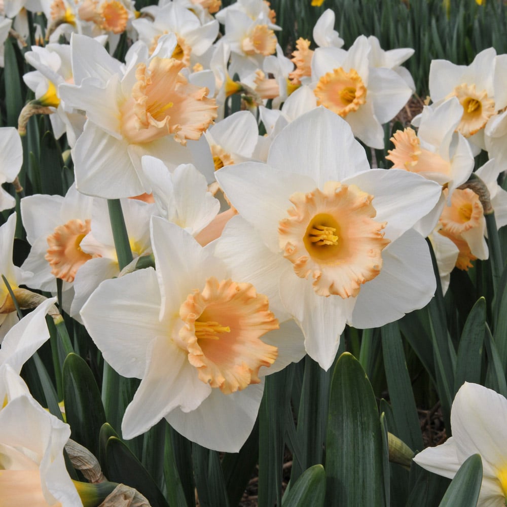 Narcissus 'Sadie Louise'