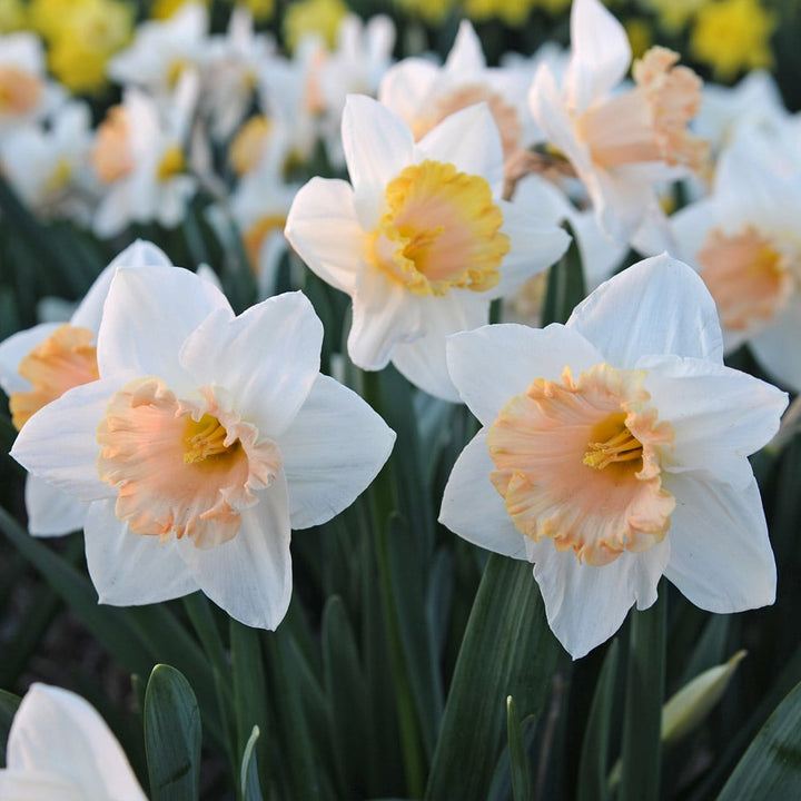 Narcissus 'Sadie Louise'
