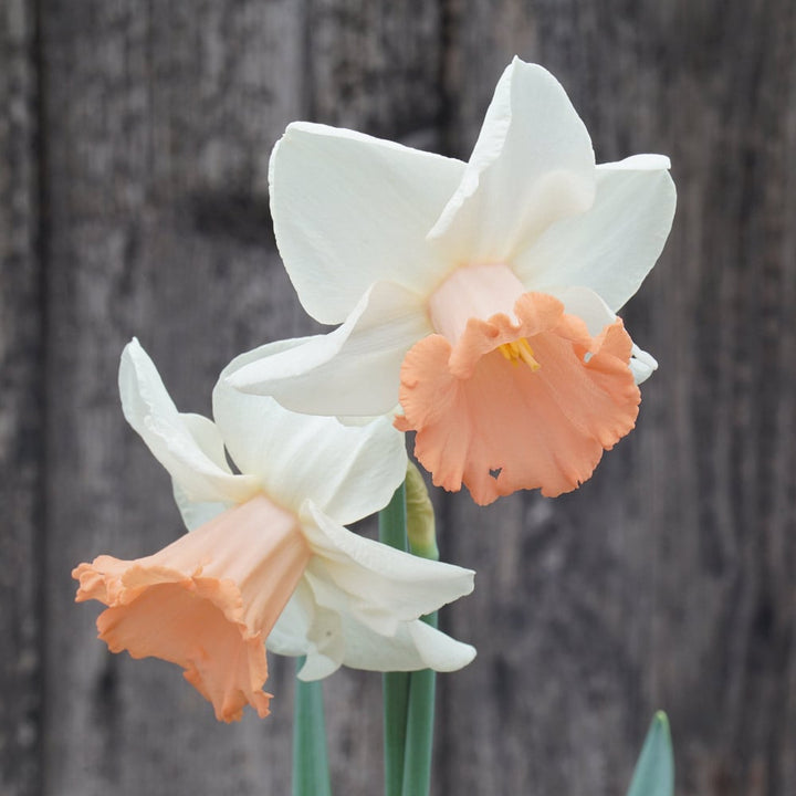 Narcissus 'Sadie Louise'