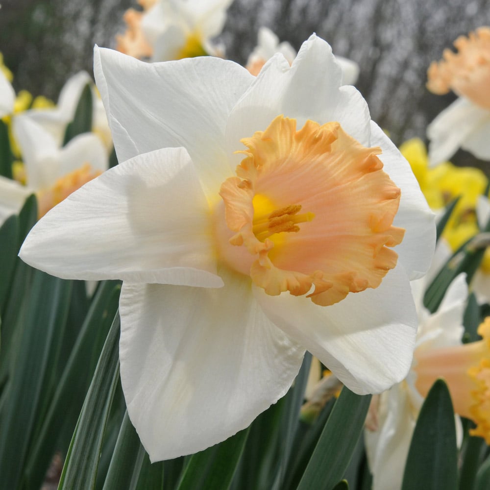 Narcissus 'Sadie Louise'