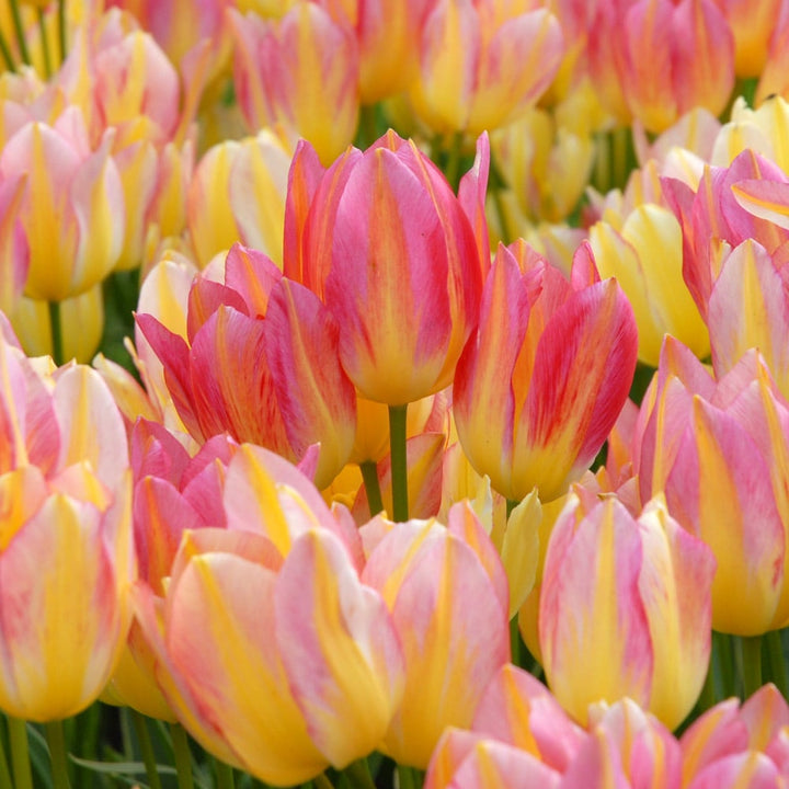 Tulip 'Antoinette'