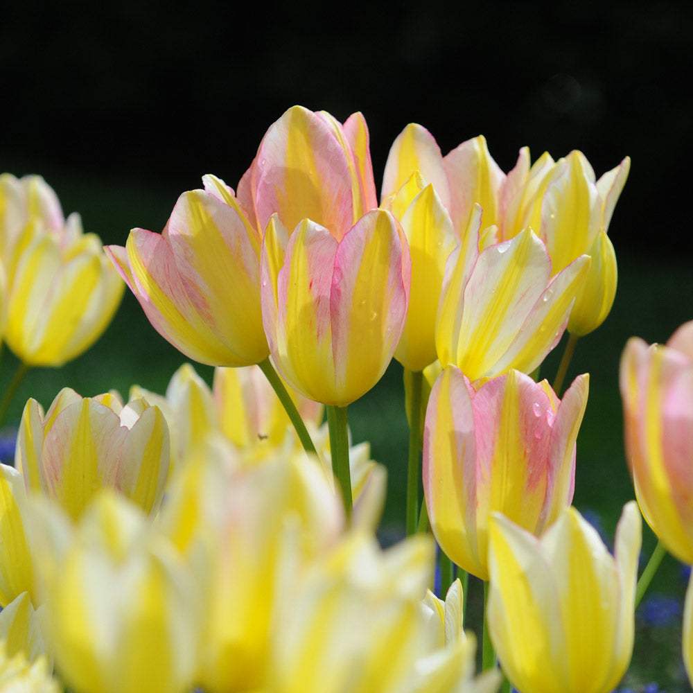 Tulip 'Antoinette'