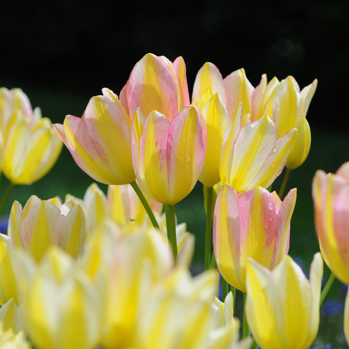 Tulip 'Antoinette'