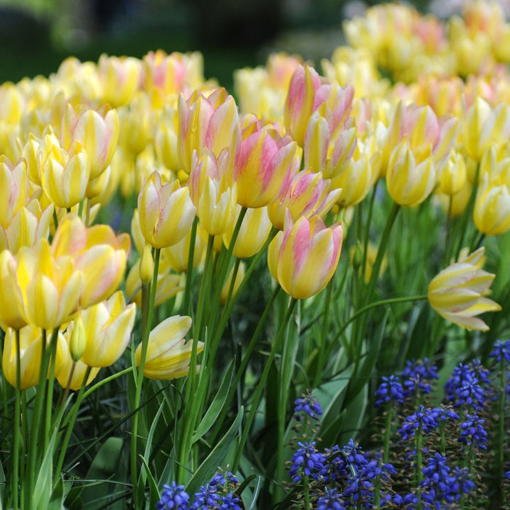 Tulip 'Antoinette'