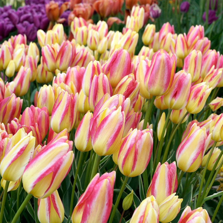 Tulip 'Antoinette'