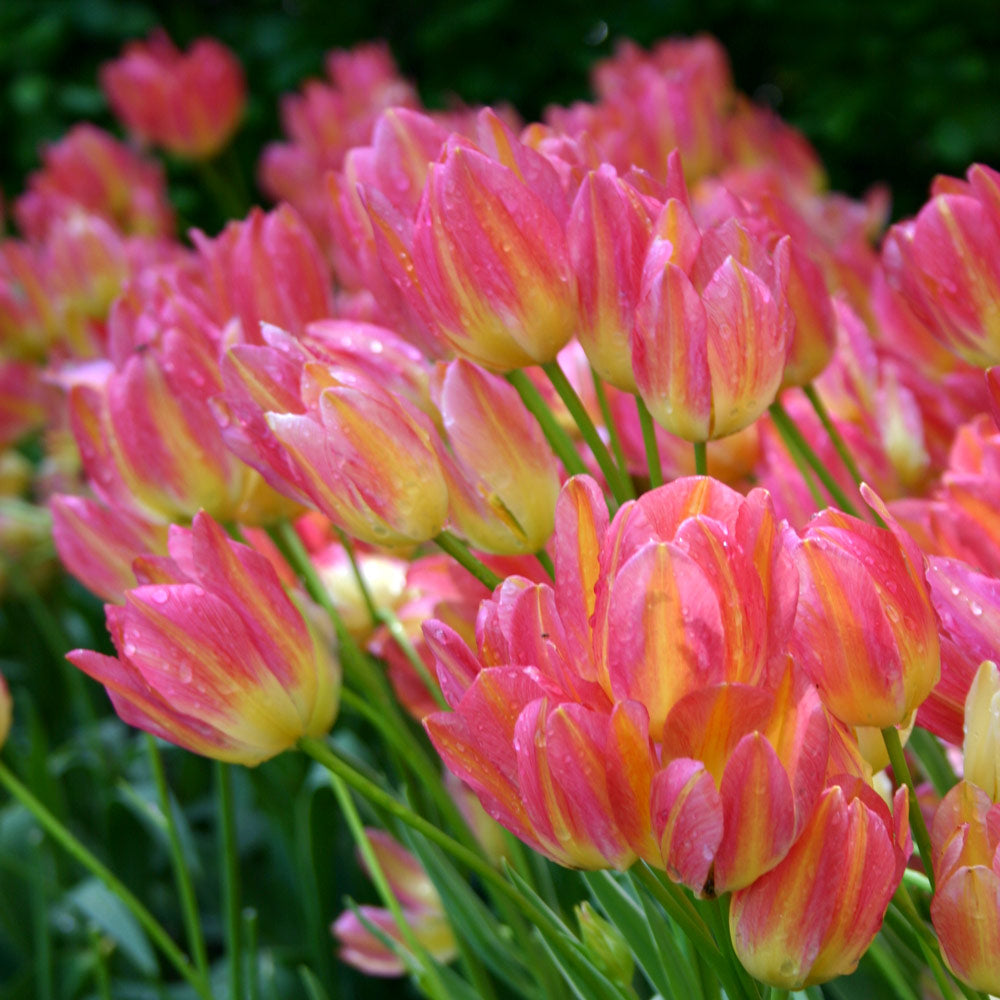 Tulip 'Antoinette'