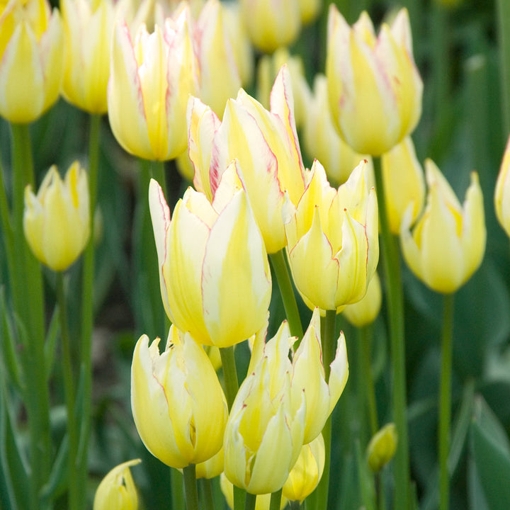 Tulip 'Antoinette'