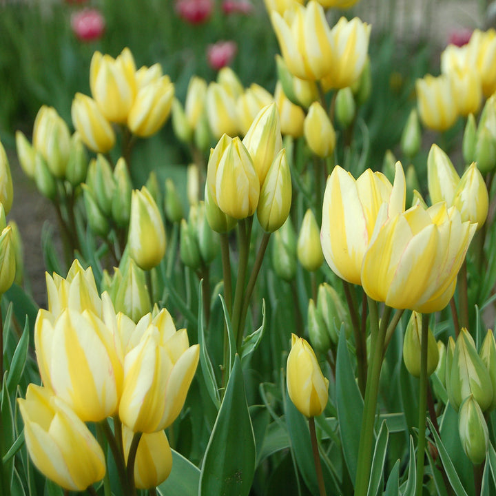 Tulip 'Antoinette'