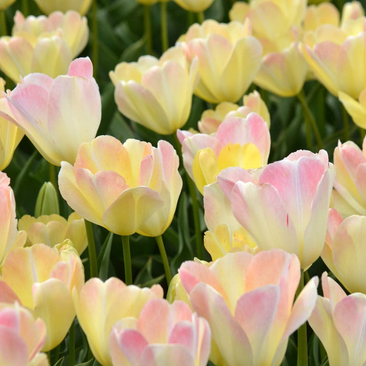 Tulip 'Jade Maiden'