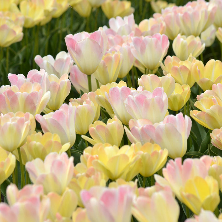 Tulip 'Jade Maiden'
