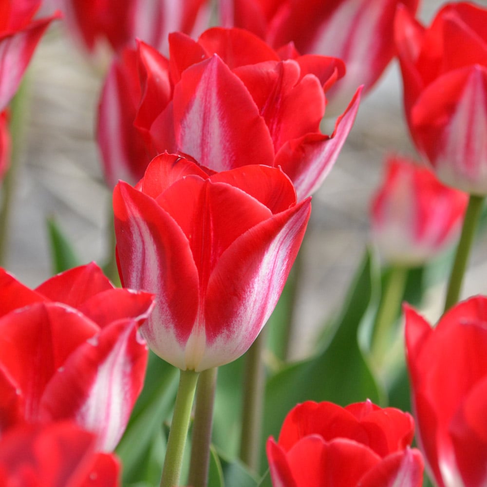 Tulip 'Kissable'