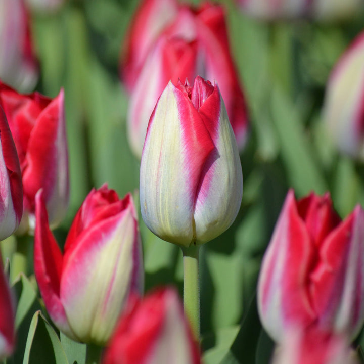 Tulip 'Kissable'