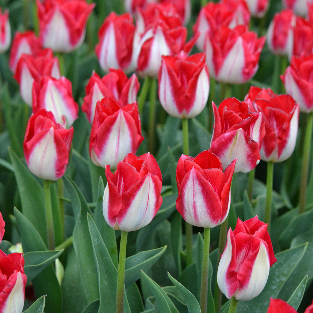 Tulip 'Kissable'