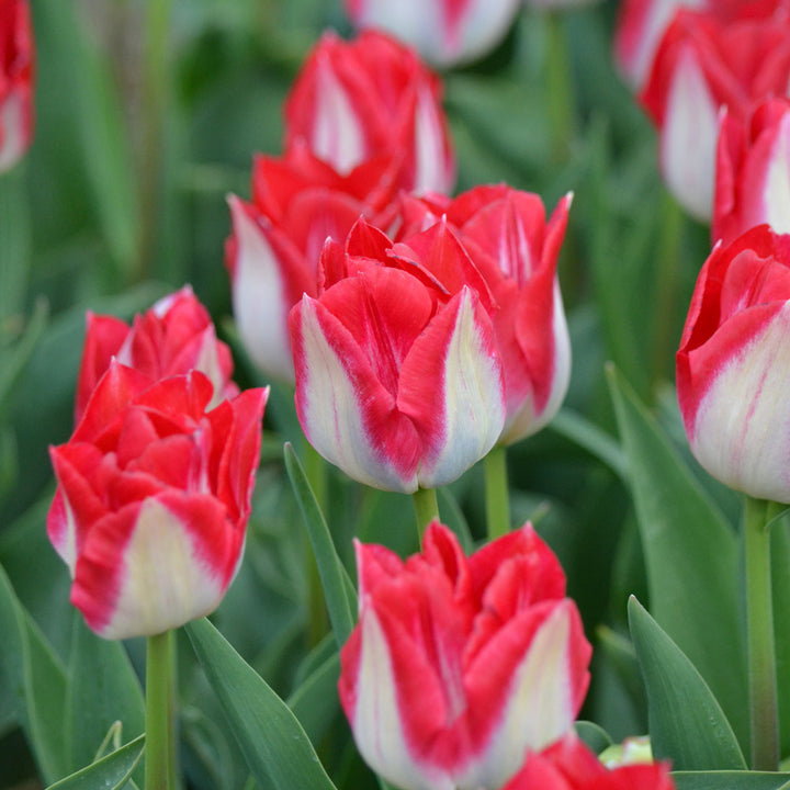 Tulip 'Kissable'