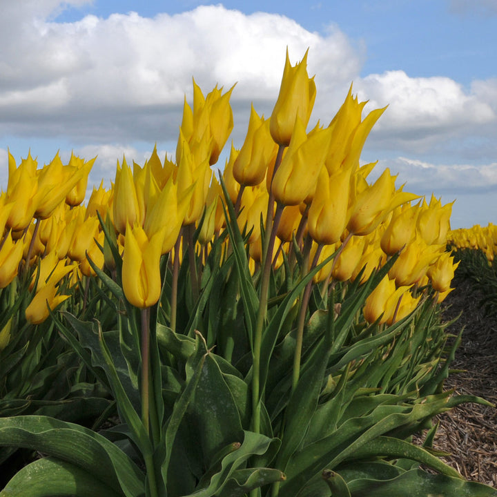Tulip 'La Perla'