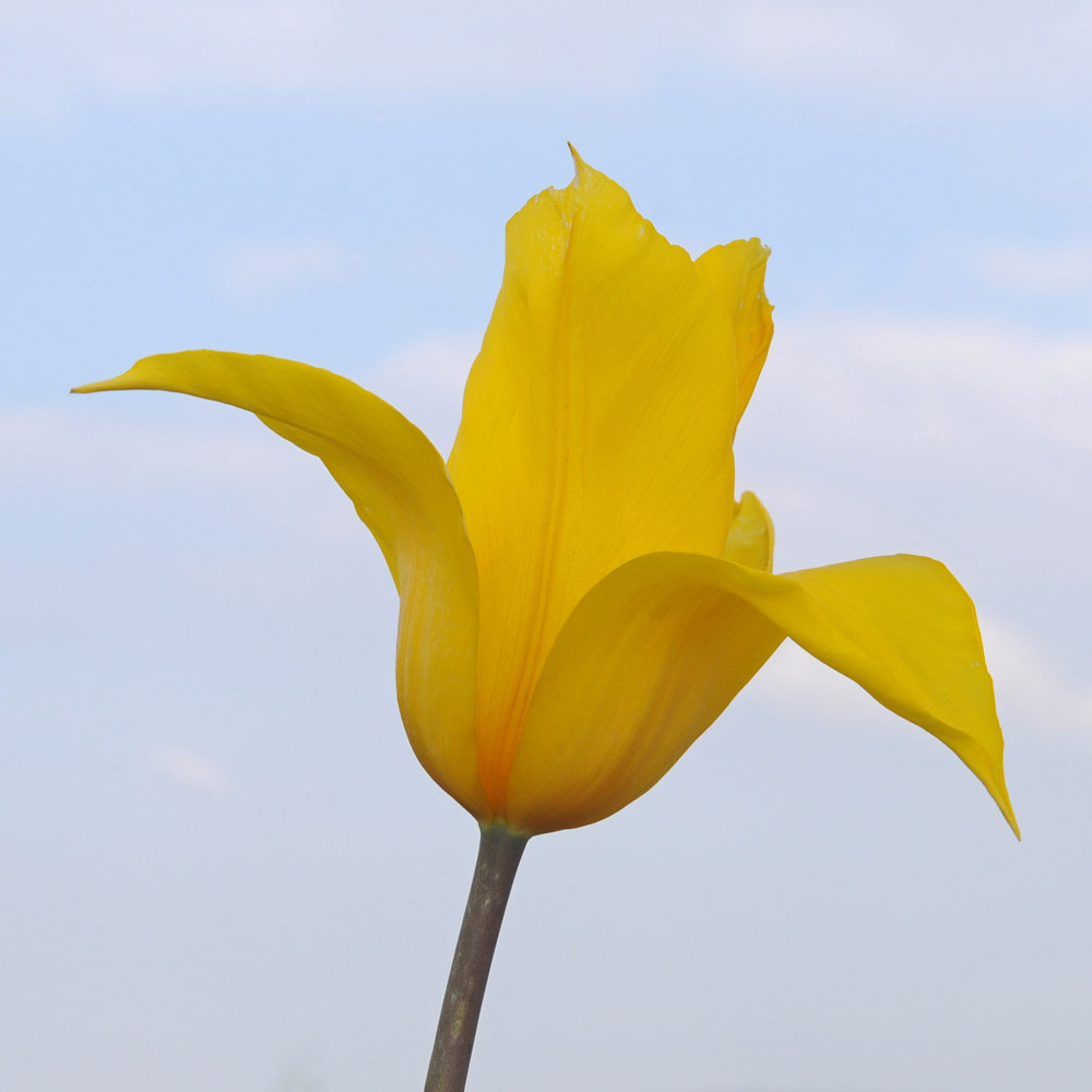 Tulip 'La Perla'