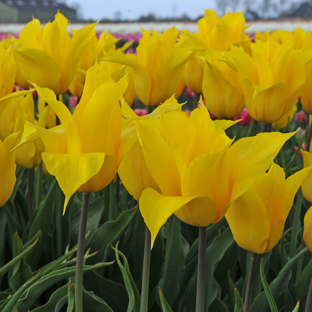 Tulip 'La Perla'