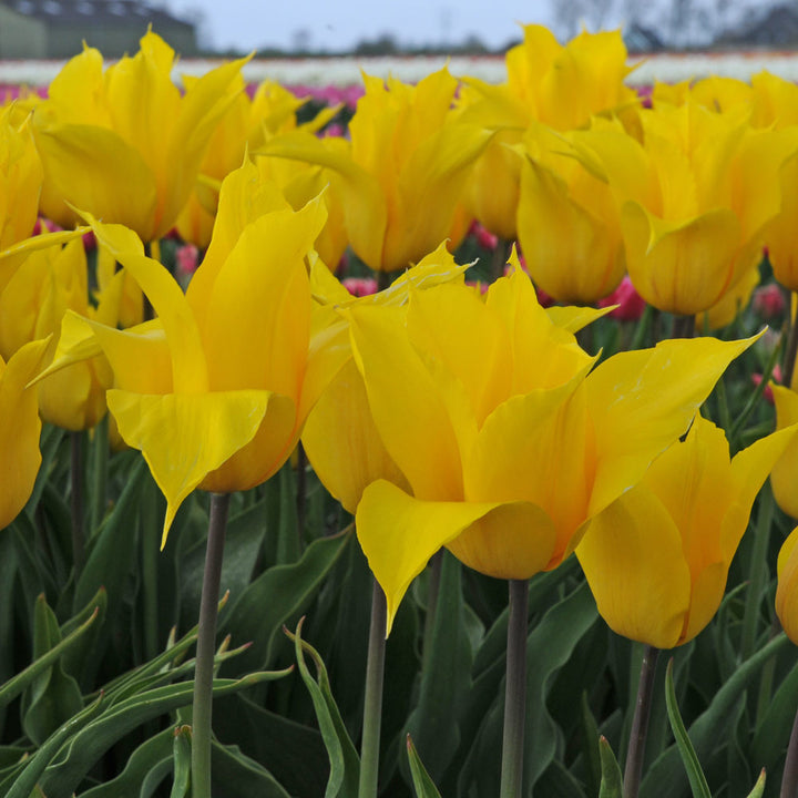 Tulip 'La Perla'