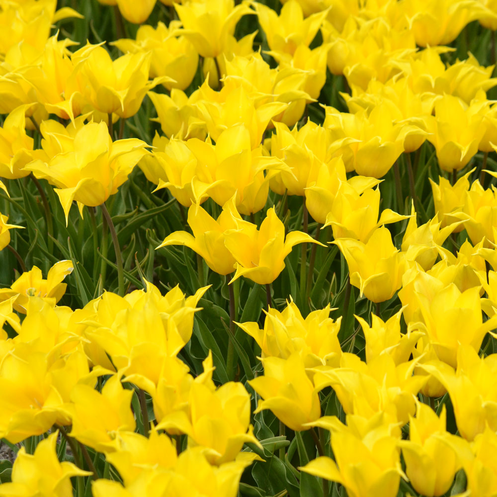 Tulip 'La Perla'